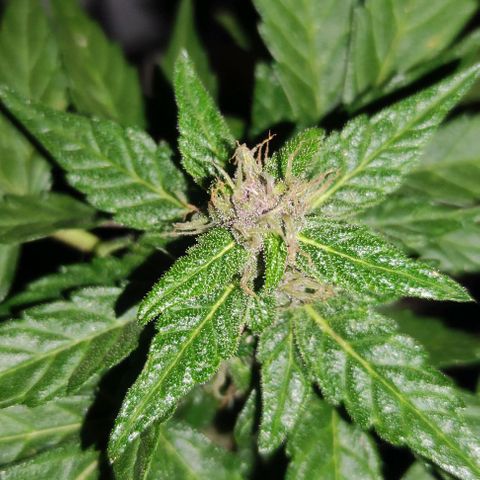 Purple Bud Auto growlog timeline photo