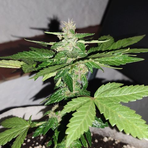 Purple Bud Auto growlog timeline photo