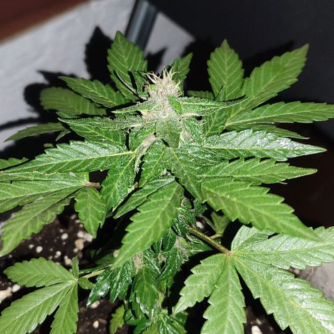 Purple Bud Auto growlog timeline photo