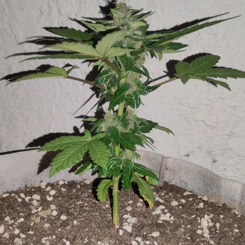 Purple Bud Auto growlog timeline photo