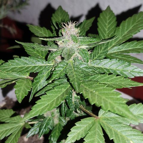 Purple Bud Auto growlog timeline photo