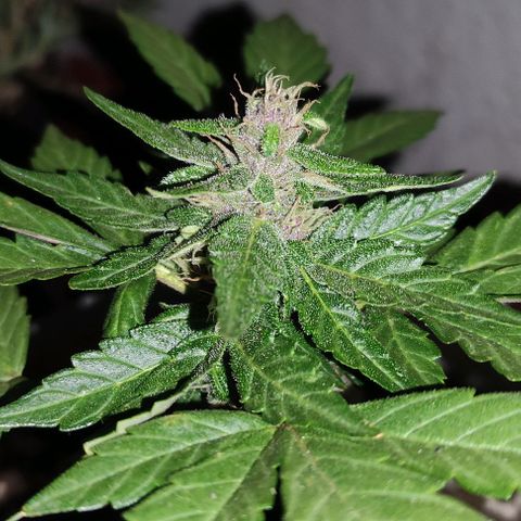 Purple Bud Auto growlog timeline photo