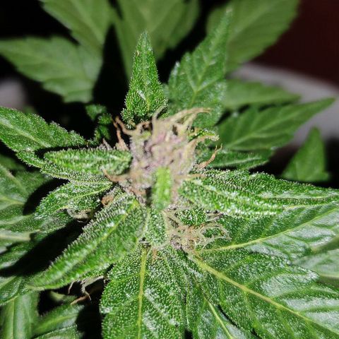 Purple Bud Auto growlog timeline photo