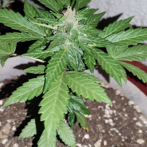 Purple Bud Auto growlog timeline photo