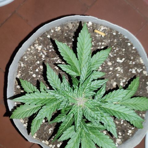 Purple Bud Auto growlog timeline photo