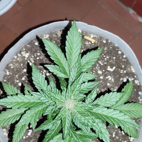 Purple Bud Auto growlog timeline photo