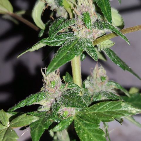 Purple Bud Auto growlog timeline photo
