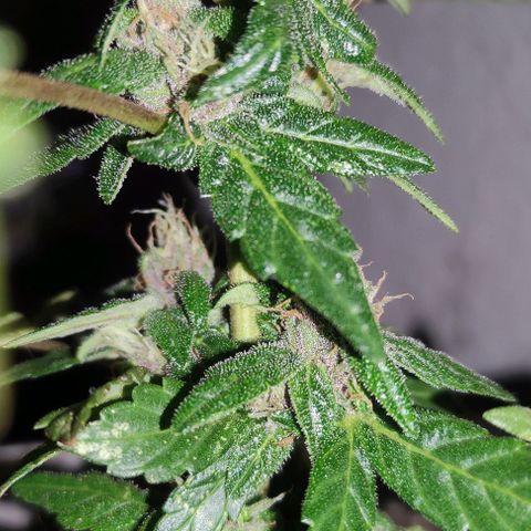 Purple Bud Auto growlog timeline photo