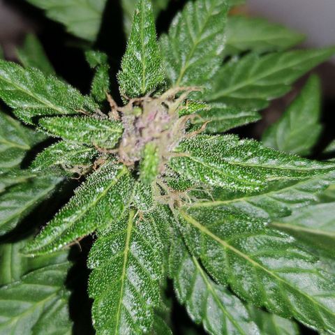 Purple Bud Auto growlog timeline photo