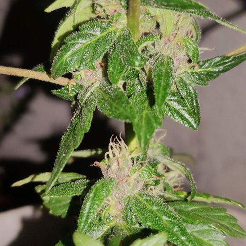 Purple Bud Auto growlog timeline photo