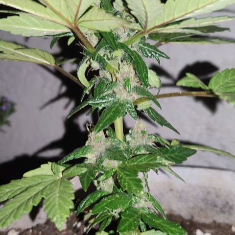 Purple Bud Auto growlog timeline photo