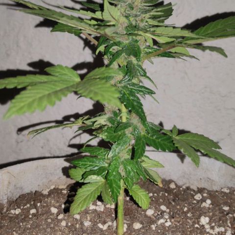 Purple Bud Auto growlog timeline photo