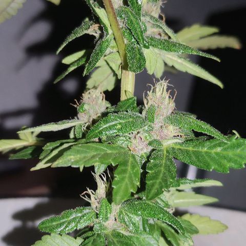 Purple Bud Auto growlog timeline photo
