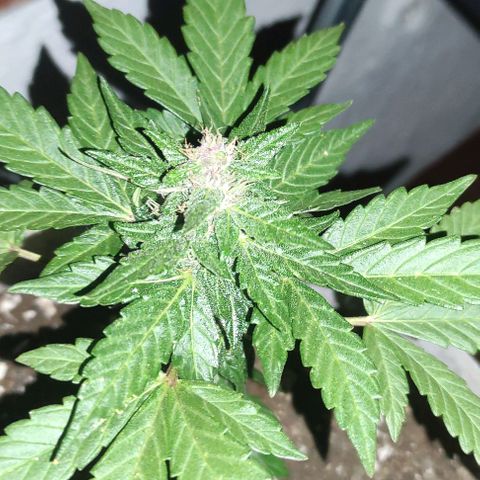 Purple Bud Auto growlog timeline photo