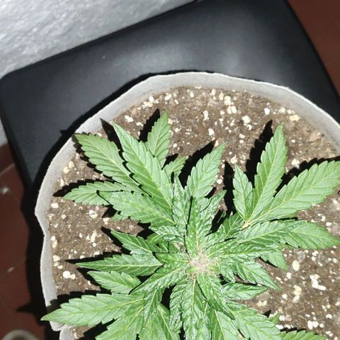 Purple Bud Auto growlog timeline photo