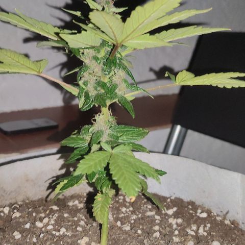 Purple Bud Auto growlog timeline photo