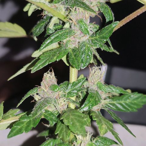 Purple Bud Auto growlog timeline photo