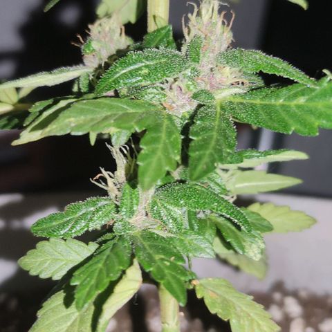 Purple Bud Auto growlog timeline photo