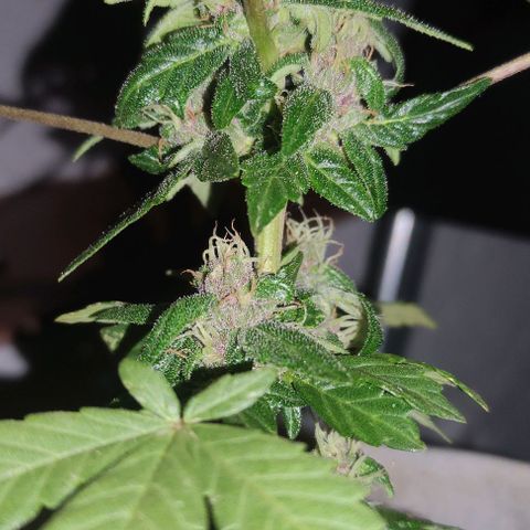 Purple Bud Auto growlog timeline photo