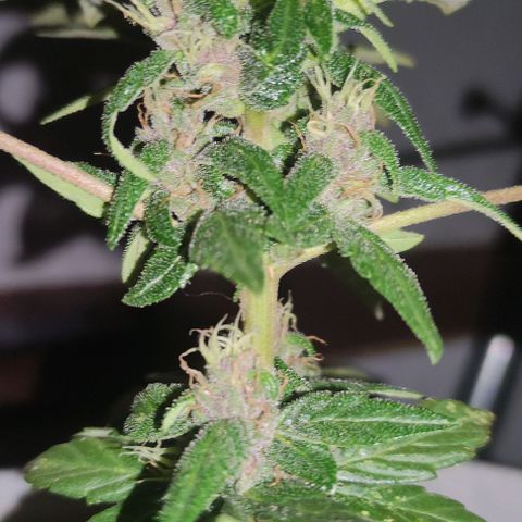 Purple Bud Auto growlog timeline photo