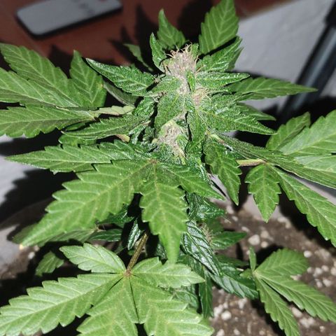 Purple Bud Auto growlog timeline photo
