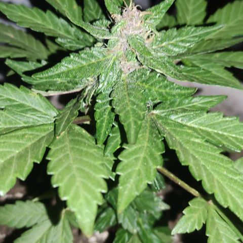 Purple Bud Auto growlog timeline photo