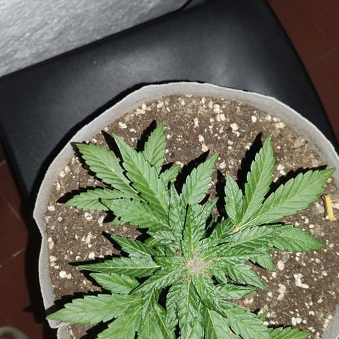 Purple Bud Auto growlog timeline photo