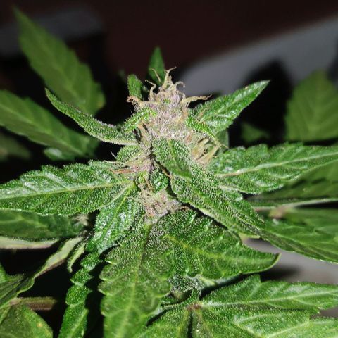 Purple Bud Auto growlog timeline photo