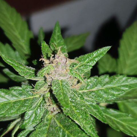 Purple Bud Auto growlog timeline photo