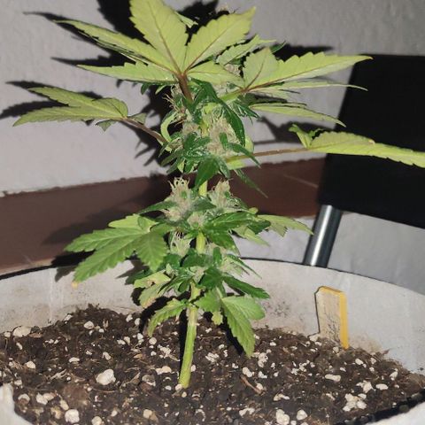 Purple Bud Auto growlog timeline photo