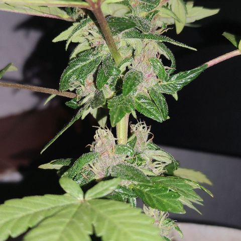 Purple Bud Auto growlog timeline photo