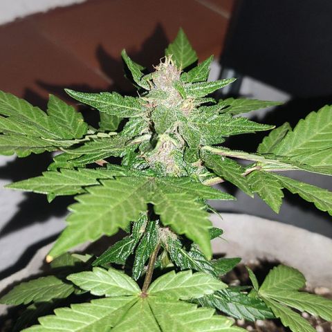 Purple Bud Auto growlog timeline photo