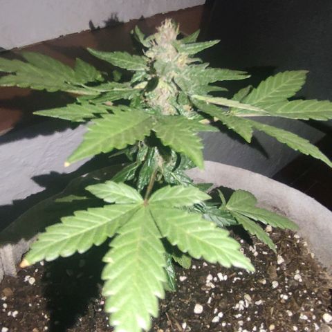 Purple Bud Auto growlog timeline photo
