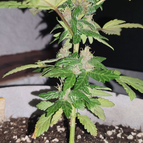 Purple Bud Auto growlog timeline photo