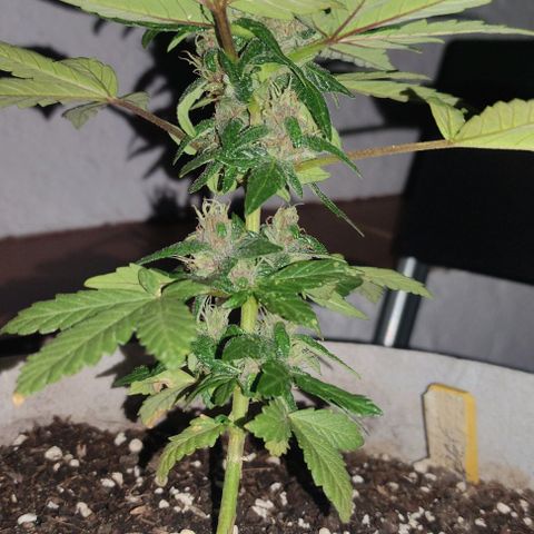 Purple Bud Auto growlog timeline photo
