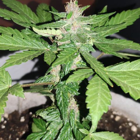 Purple Bud Auto growlog timeline photo