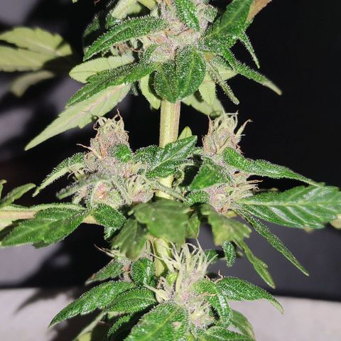 Purple Bud Auto growlog timeline photo