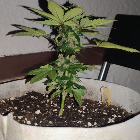 Purple Bud Auto growlog timeline photo