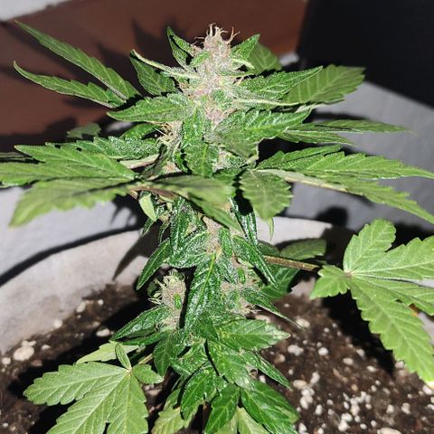 Purple Bud Auto growlog timeline photo