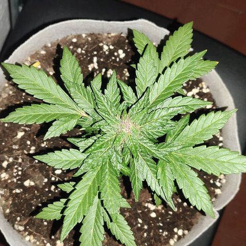 Purple Bud Auto growlog timeline photo