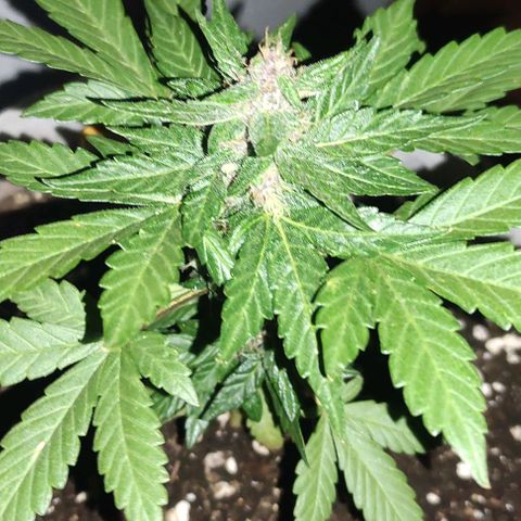 Purple Bud Auto growlog timeline photo