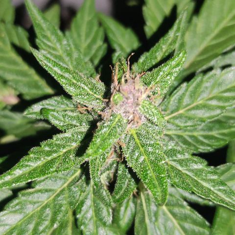 Purple Bud Auto growlog timeline photo