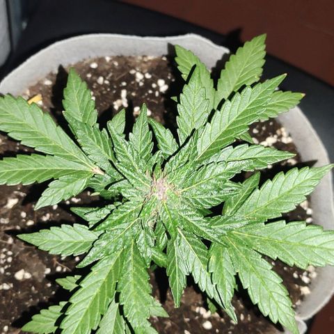 Purple Bud Auto growlog timeline photo