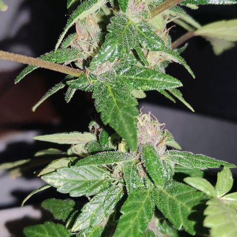 Purple Bud Auto growlog timeline photo