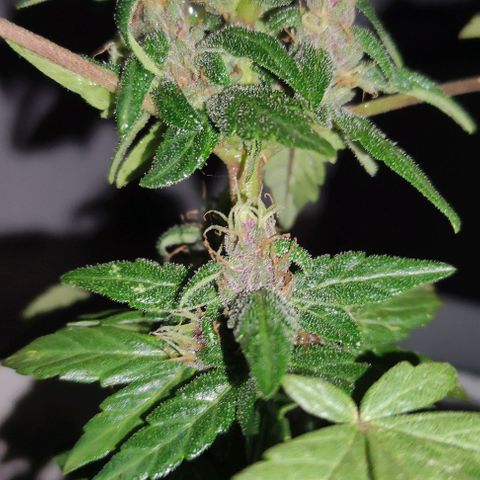 Purple Bud Auto growlog timeline photo