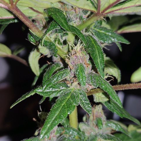 Purple Bud Auto growlog timeline photo