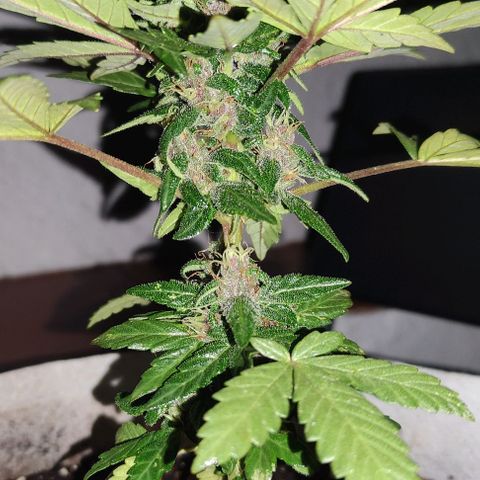 Purple Bud Auto growlog timeline photo