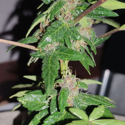 Purple Bud Auto growlog timeline photo