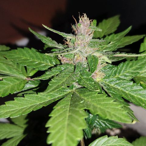 Purple Bud Auto growlog timeline photo