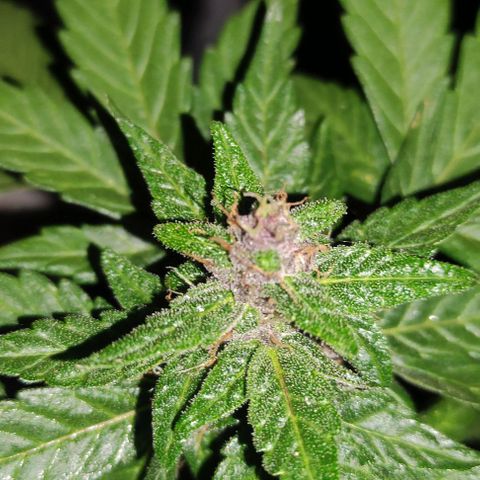 Purple Bud Auto growlog timeline photo